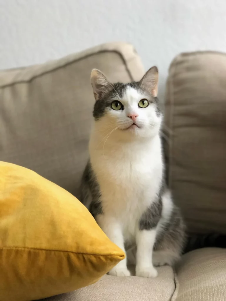Cat with tabby and white fur sitting on a couch with a yellow pillow