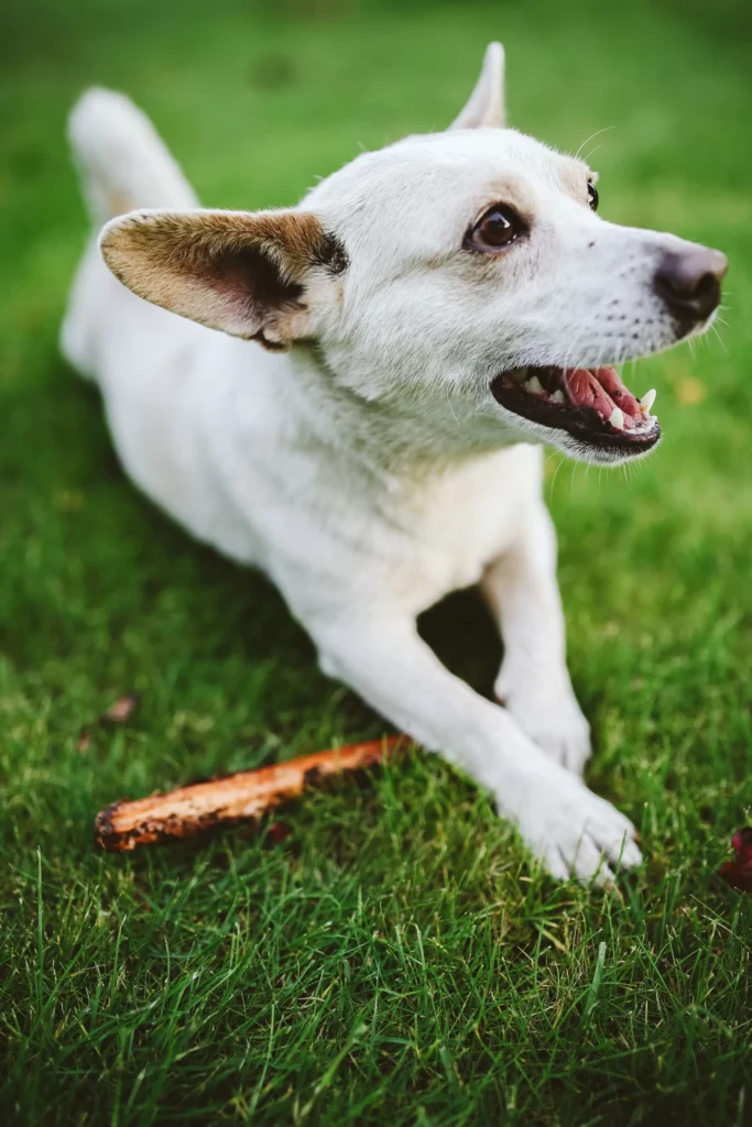 White dog laying on grass and playing with a stick