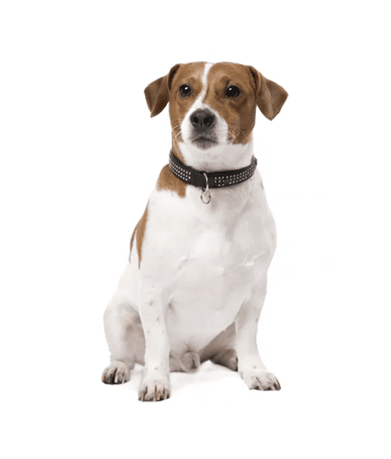 Russel Terrier dog with a studded collar sitting calmly