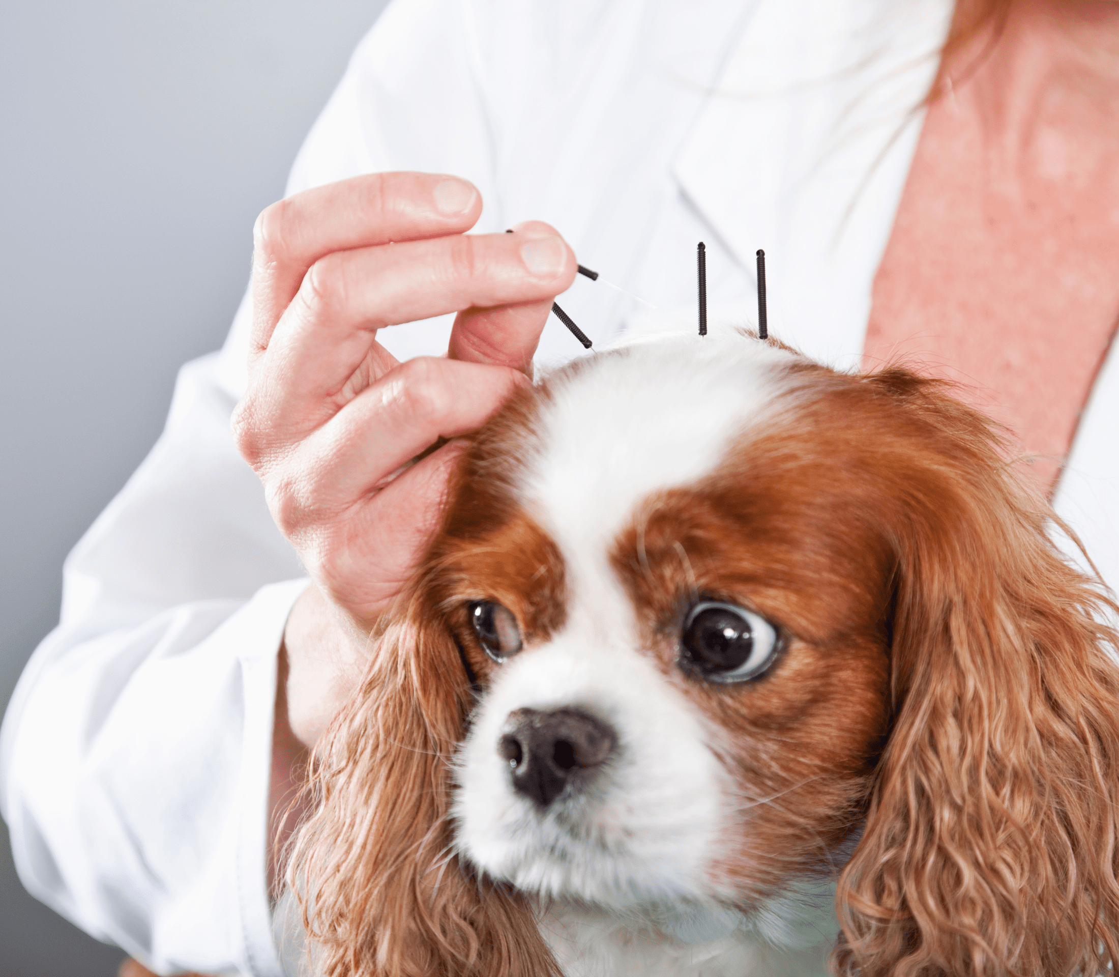 Puppy with acupuncture needles in the head