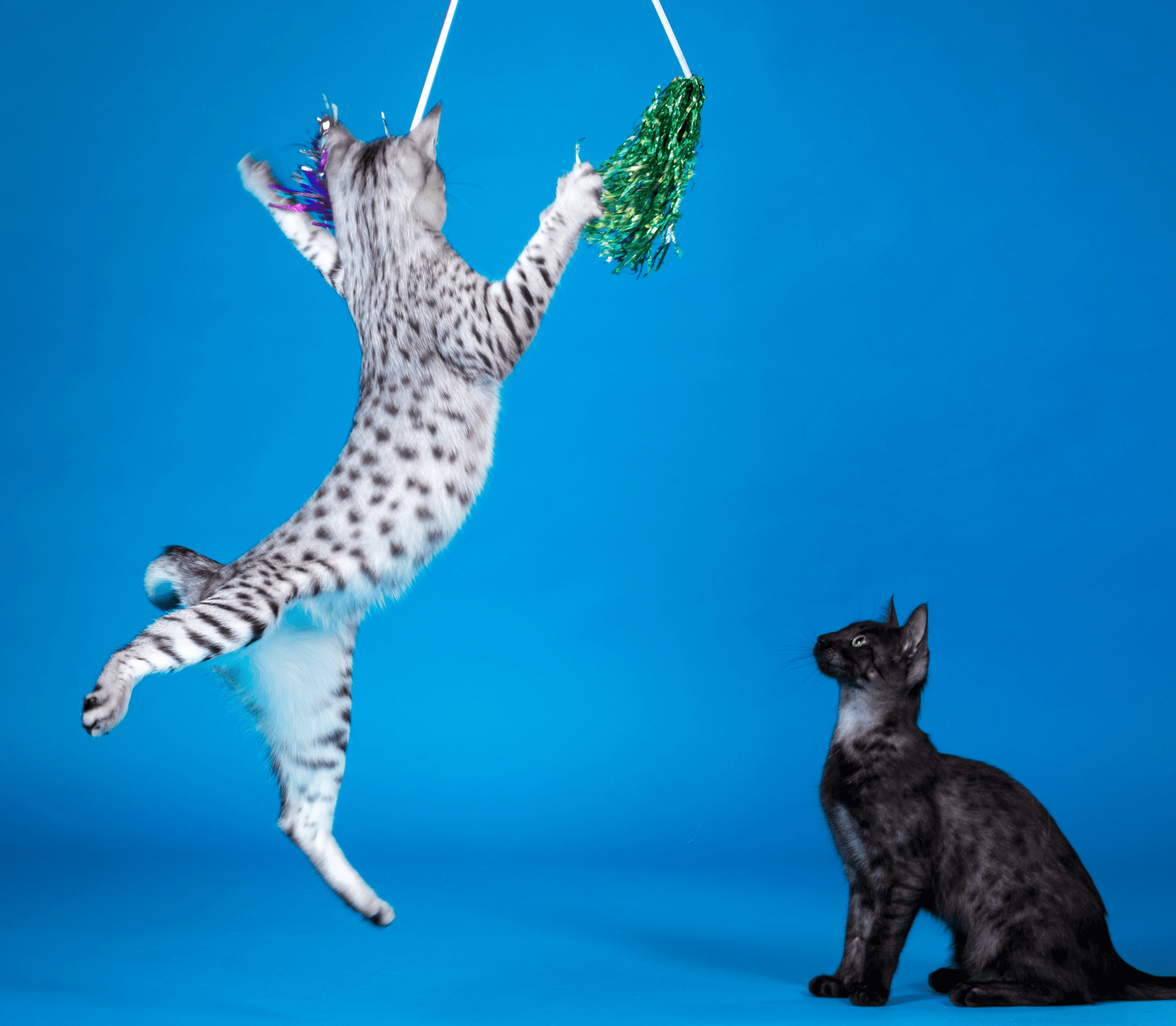 Spotted white cat playing on a hanging string with a black cat