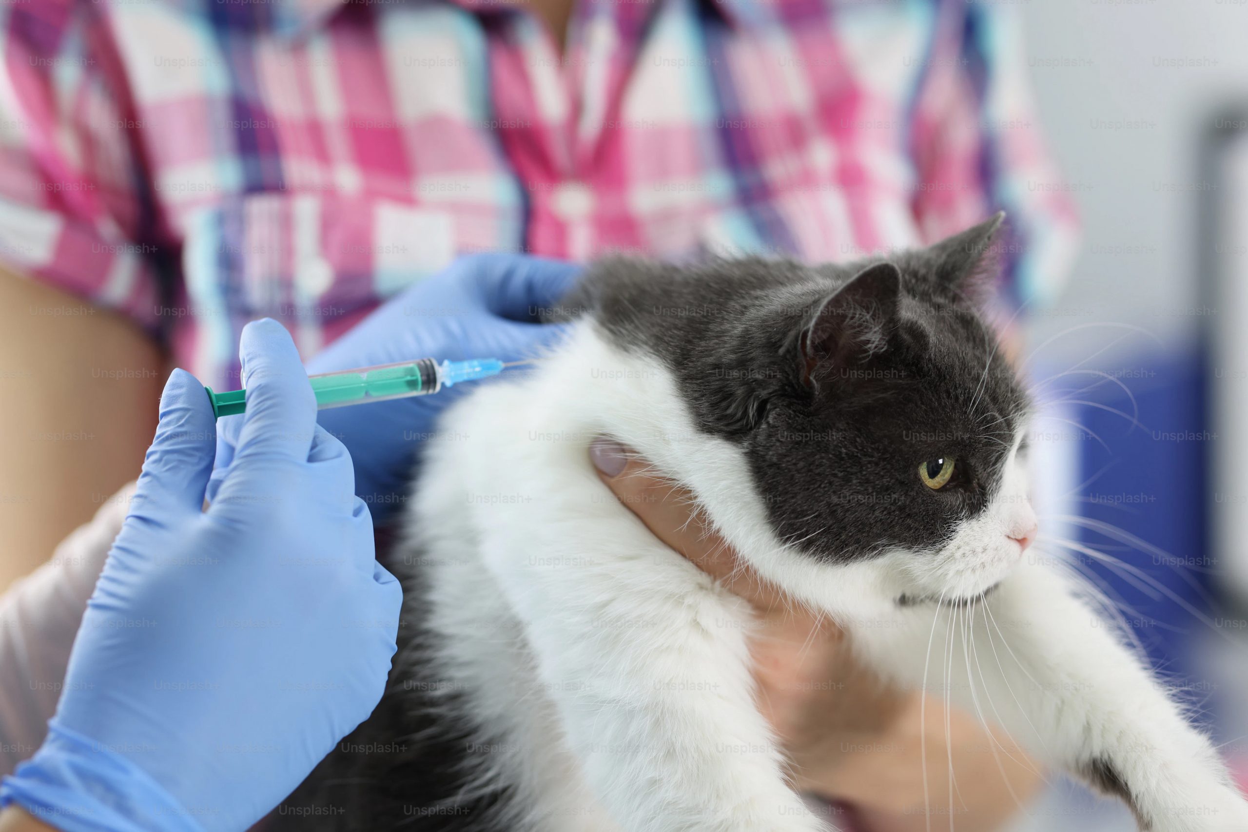 Cat receiving vaccinations