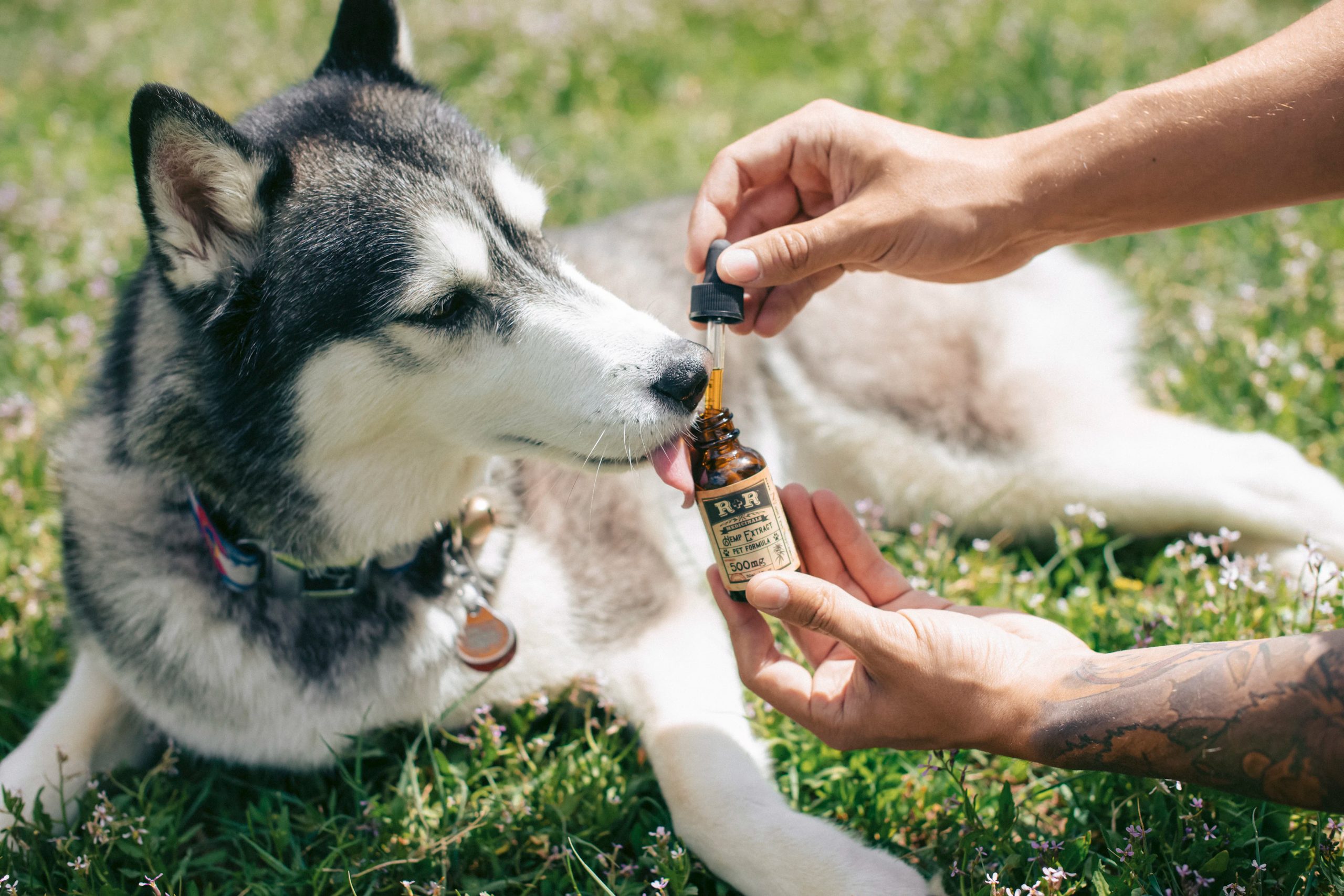 Traditional Chinese Medicine and Herbal Remedies for dogs