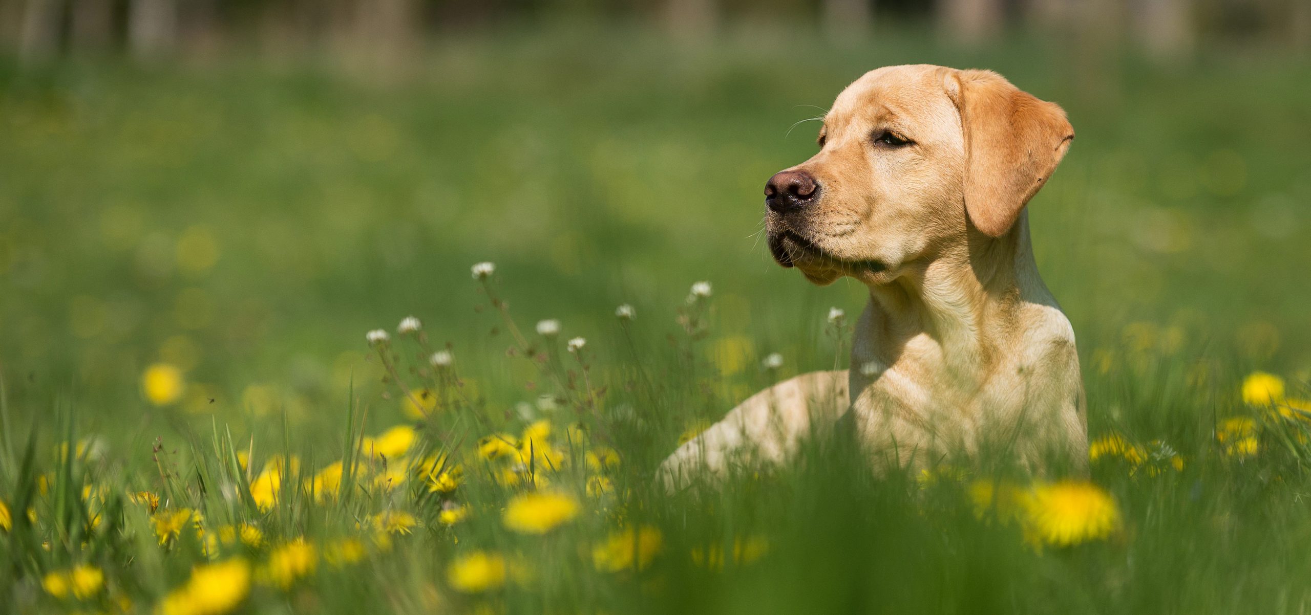 Dog in field with grass and flowers