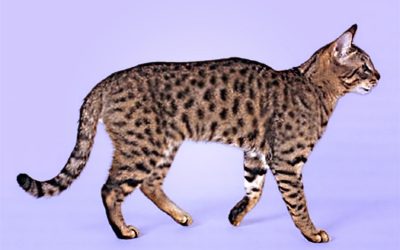 The California Spangled Cat