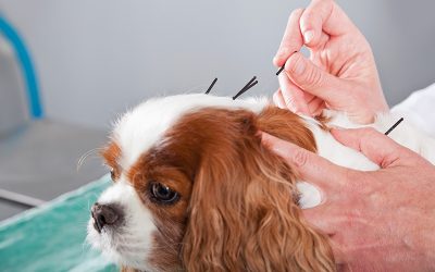 Benefits Of Pet Acupuncture