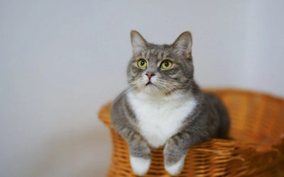 Purrfect New Years Resolutions For Frisky Cats