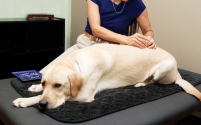 Acupuncture for Pets
