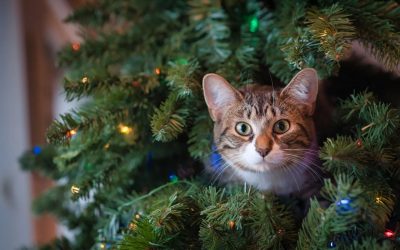 Catproofing Your Tree