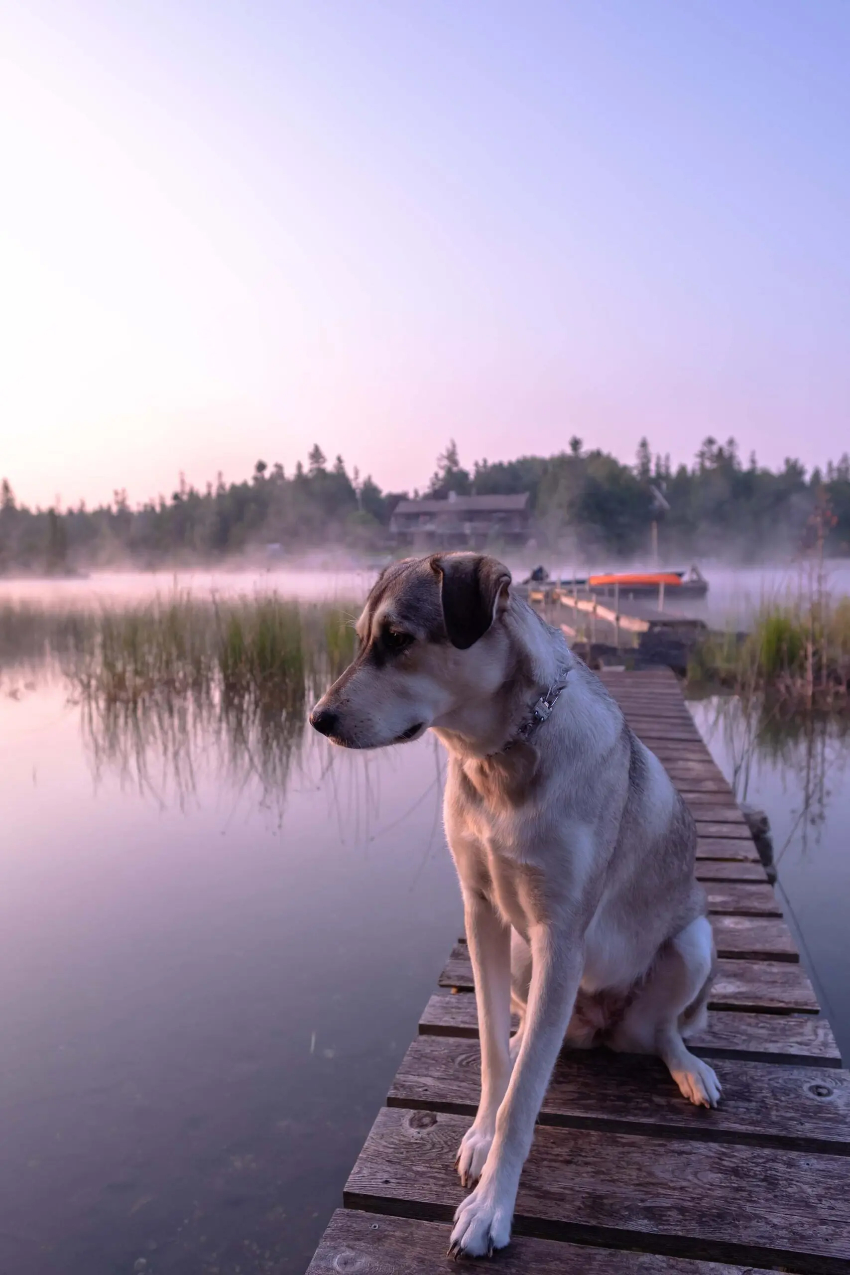 dog on a dock