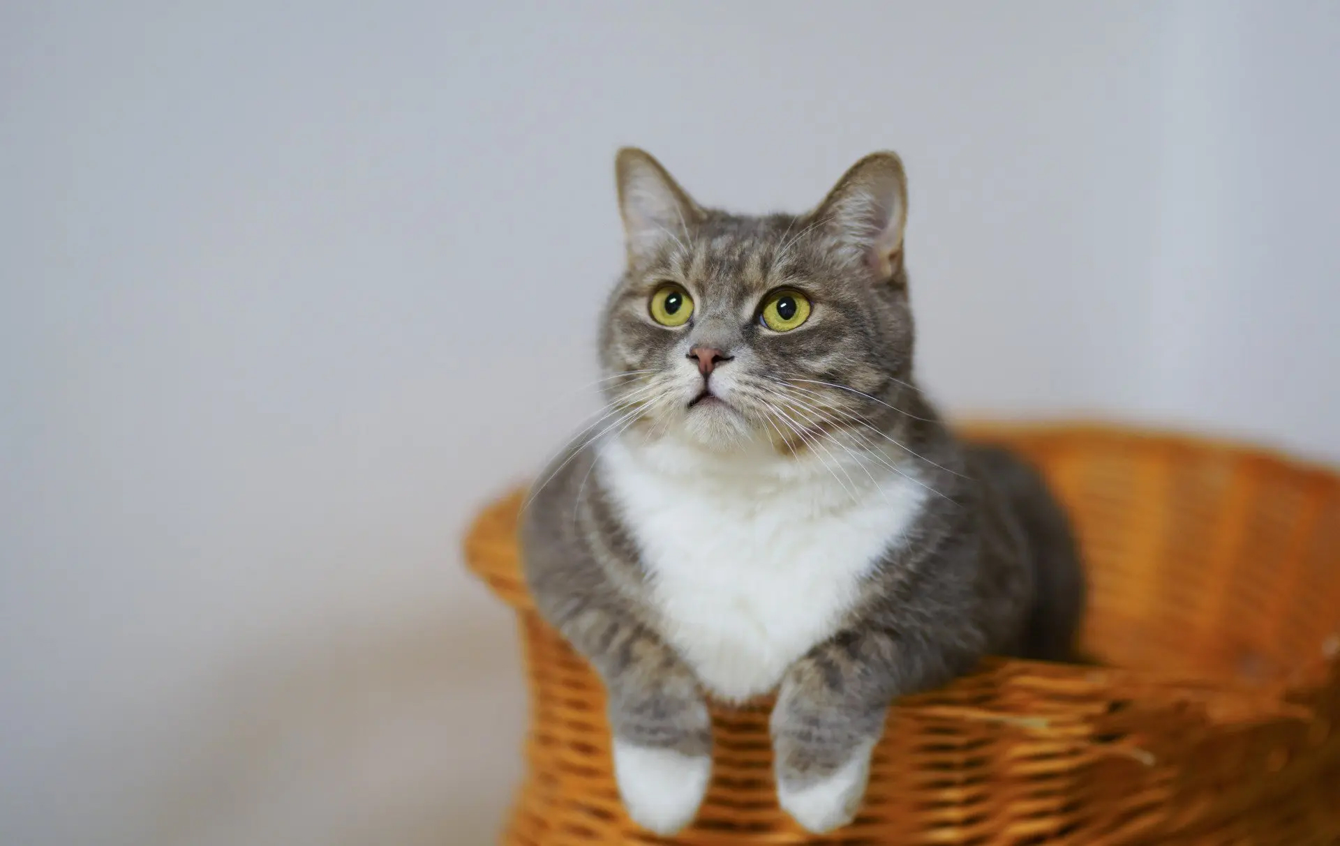 Cat in a basket