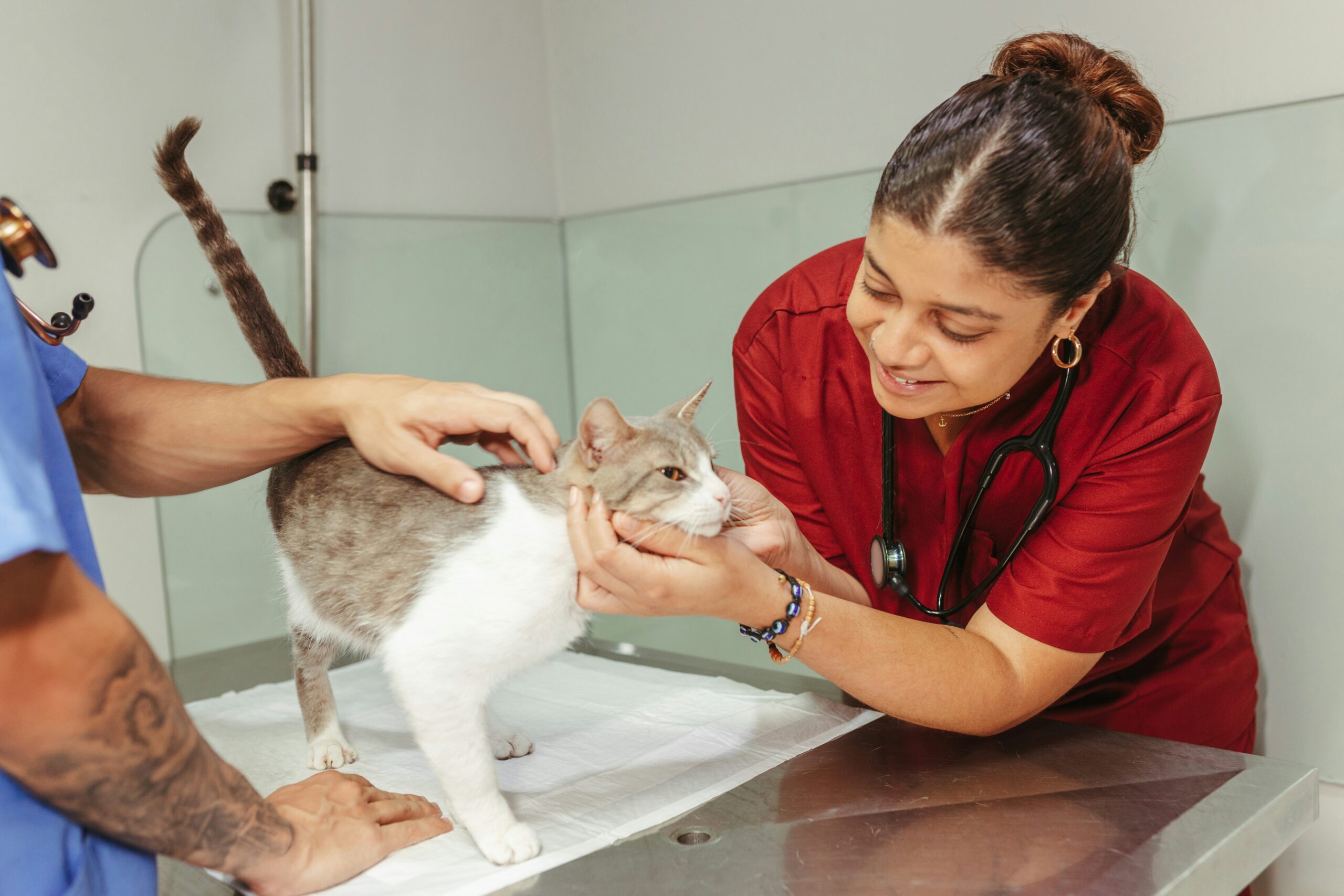 Cat veterinarian